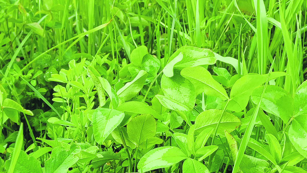 Figure 1. Rendement annuel moyen de prairies ensemencées avec de la semence certifiée ou de la semence commune de trèfle rouge (tiré du Guide de production – Plantes fourragères, 2022).