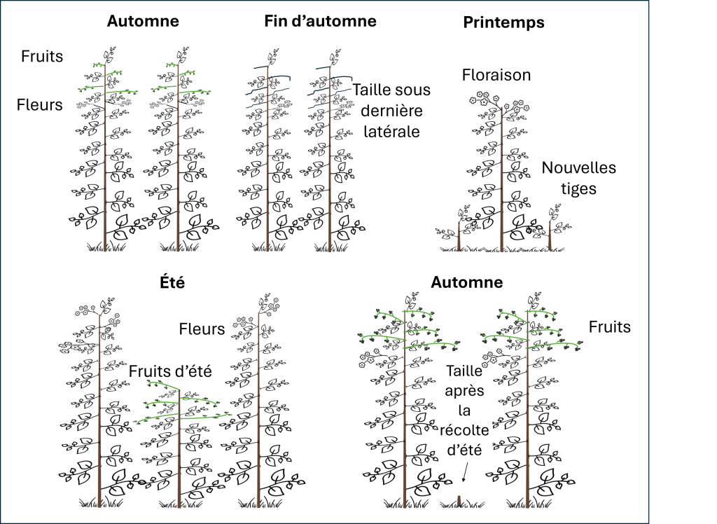 Figure 1 : Entretien des framboisiers pour une double production, MAPAQ