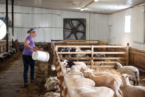 Vos moutons ont chaud : problèmes et solutions
