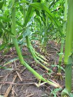 En juillet, on veille au grain… de maïs!