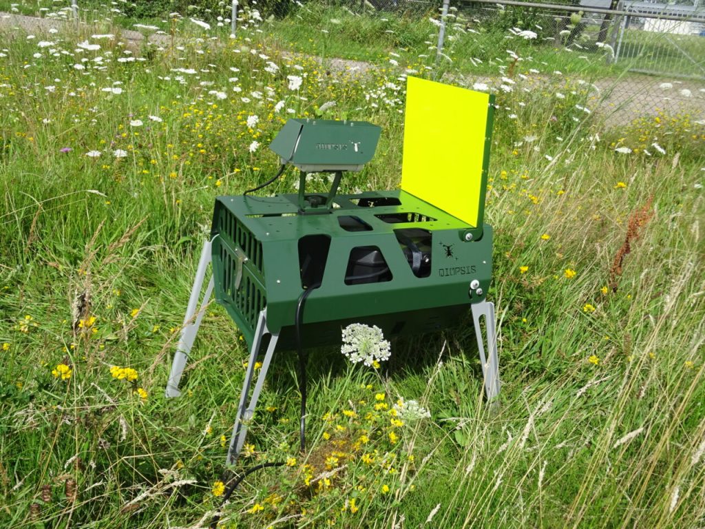 Photo : Diopsis