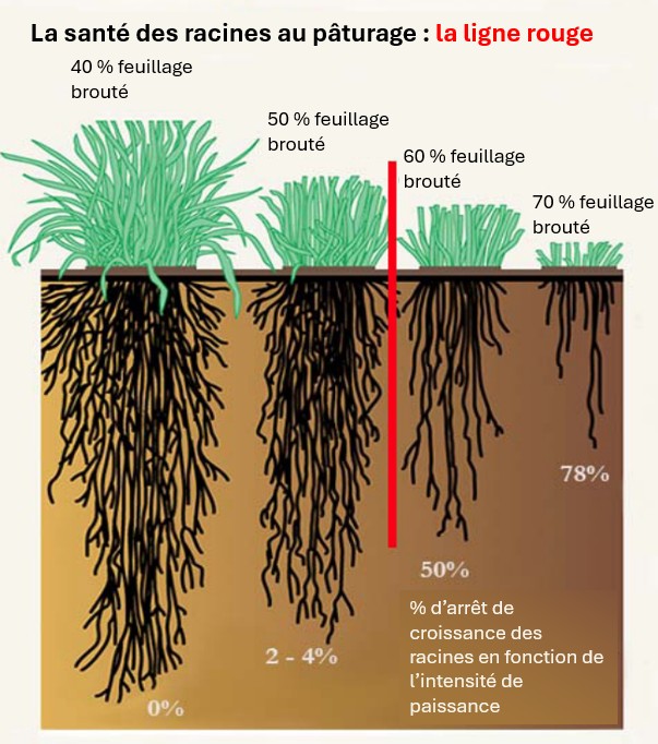 Figure 1 : Limite de la paissance pour la santé des racines. Source : Remember the R’s Jan12FINAL brochure.pdf