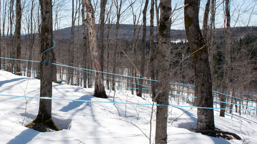 Photo : Éric Labonté, MAPAQ